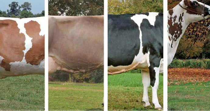 Can You Name That Cow?